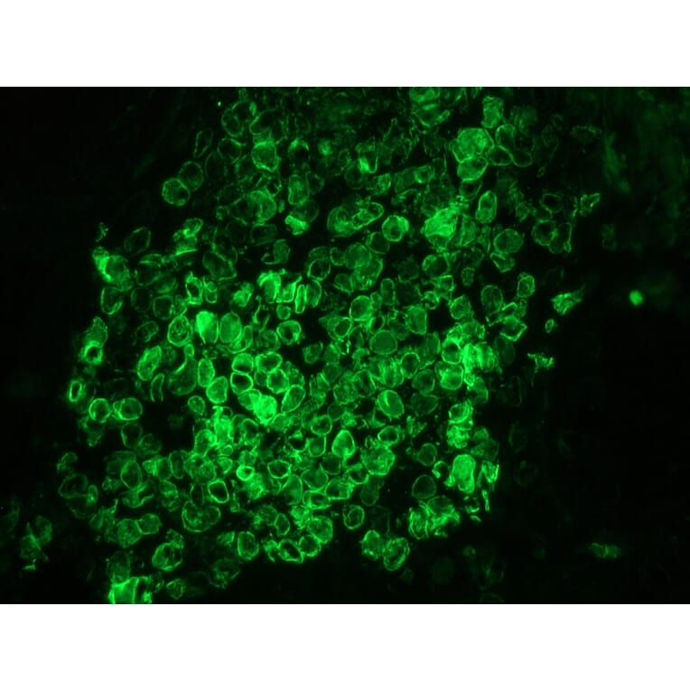 Immunohistochemistry - Anti-Lamin B1 Antibody [119D5-F1] (A115608) - Antibodies.com