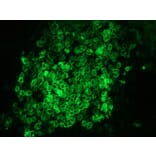 Immunohistochemistry - Anti-Lamin B1 Antibody [119D5-F1] (A115608) - Antibodies.com