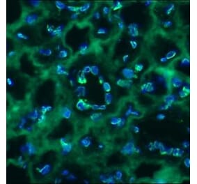 Immunohistochemistry - Anti-Lamin B2 Antibody [LN43] (A115609) - Antibodies.com