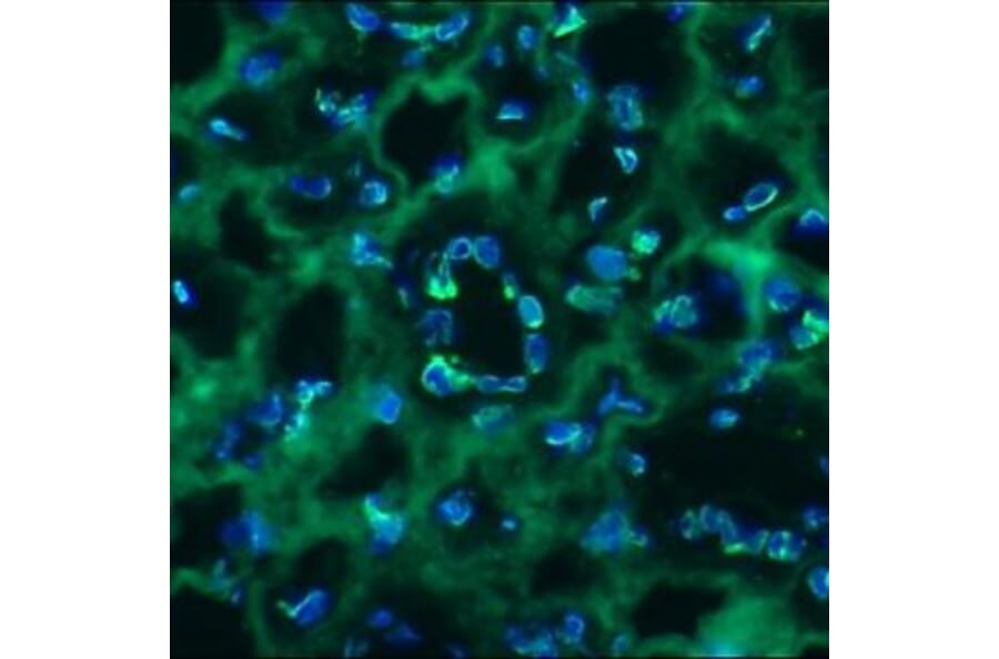 Immunohistochemistry - Anti-Lamin B2 Antibody [LN43] (A115609) - Antibodies.com