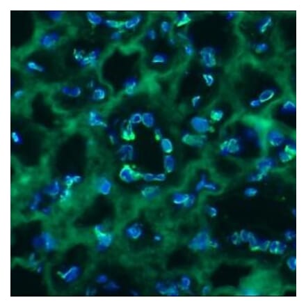 Immunohistochemistry - Anti-Lamin B2 Antibody [LN43] (A115609) - Antibodies.com