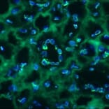Immunohistochemistry - Anti-Lamin B2 Antibody [LN43] (A115609) - Antibodies.com