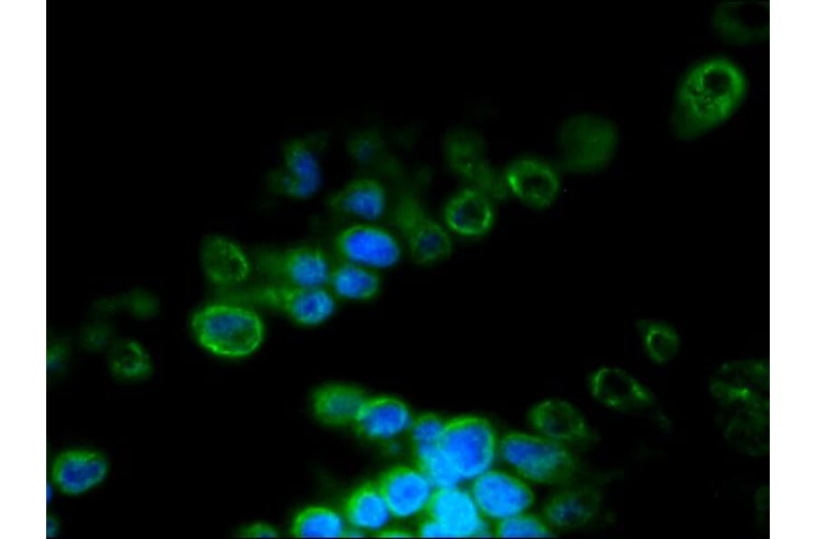 Immunofluorescence - Anti-Lamin B2 Antibody [LN43] (A115609) - Antibodies.com