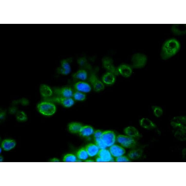 Immunofluorescence - Anti-Lamin B2 Antibody [LN43] (A115609) - Antibodies.com