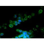 Immunofluorescence - Anti-Lamin B2 Antibody [LN43] (A115609) - Antibodies.com