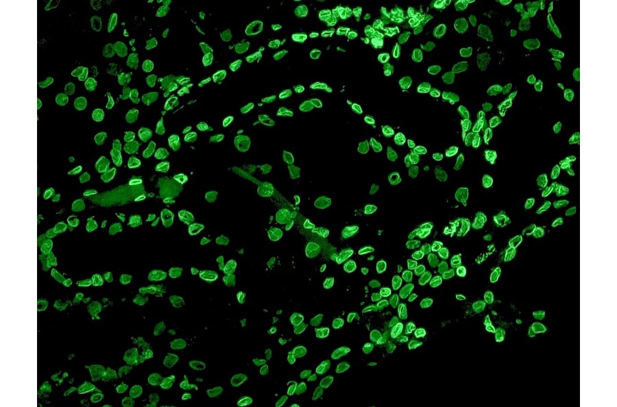 Immunohistochemistry - Anti-Lamin B2 Antibody [LN43] (A115609) - Antibodies.com