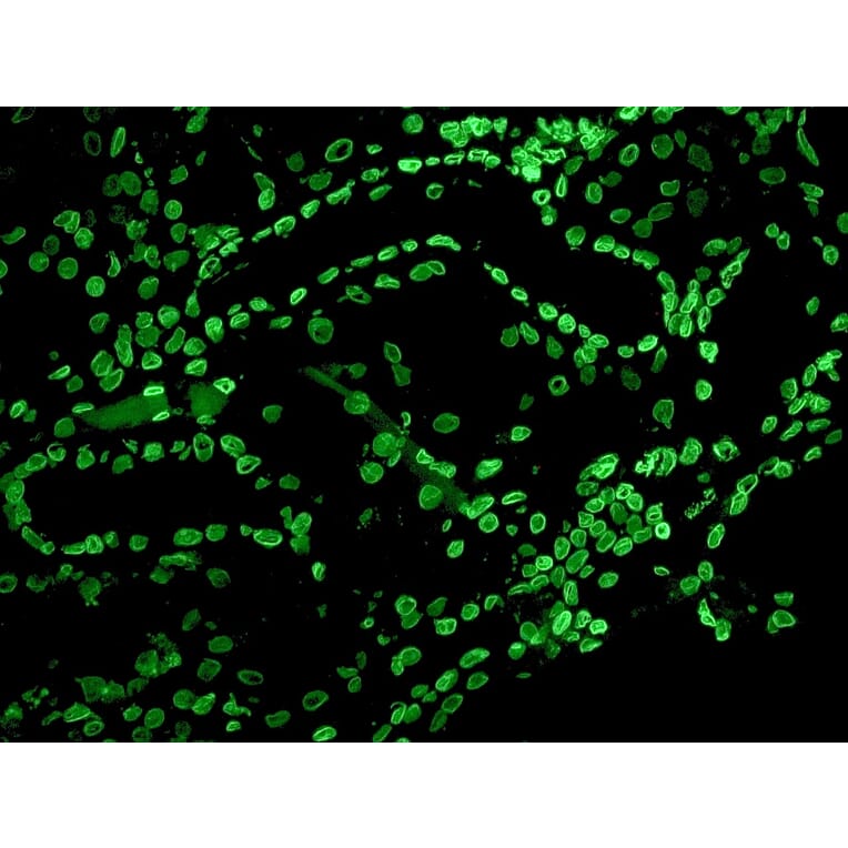 Immunohistochemistry - Anti-Lamin B2 Antibody [LN43] (A115609) - Antibodies.com