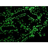 Immunohistochemistry - Anti-Lamin B2 Antibody [LN43] (A115609) - Antibodies.com