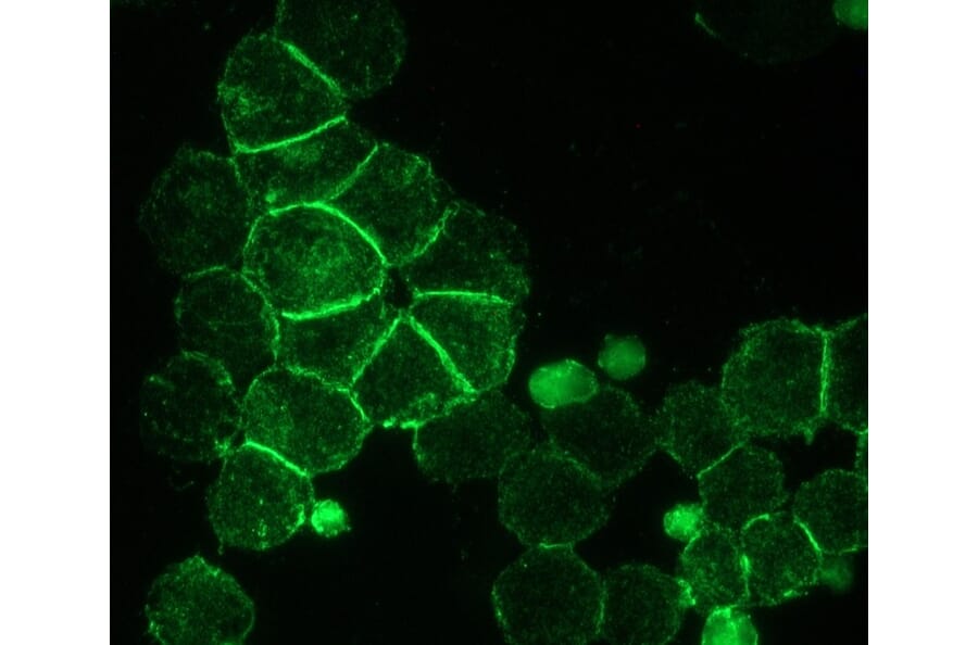 Immunohistochemistry - Anti-NCAM1 Antibody [RNL-1] (A115618) - Antibodies.com