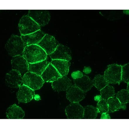 Immunohistochemistry - Anti-NCAM1 Antibody [RNL-1] (A115618) - Antibodies.com