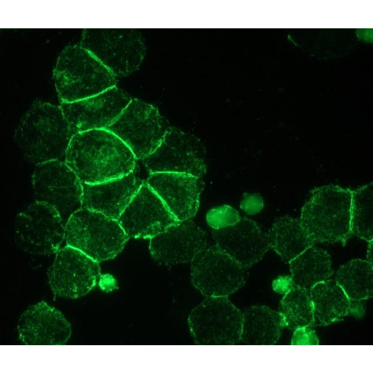 Immunohistochemistry - Anti-NCAM1 Antibody [RNL-1] (A115618) - Antibodies.com