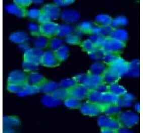 Immunohistochemistry - Anti-NCAM1 Antibody [123C3] (A115619) - Antibodies.com