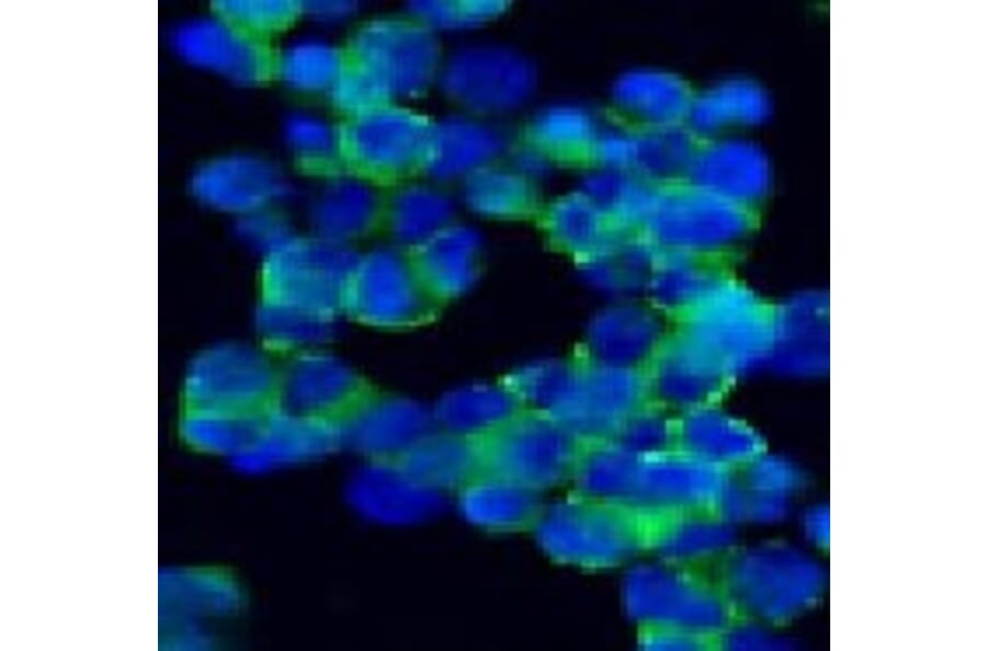 Immunohistochemistry - Anti-NCAM1 Antibody [123C3] (A115619) - Antibodies.com