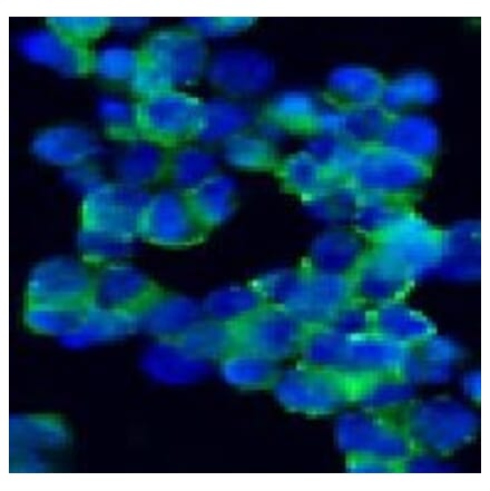 Immunohistochemistry - Anti-NCAM1 Antibody [123C3] (A115619) - Antibodies.com