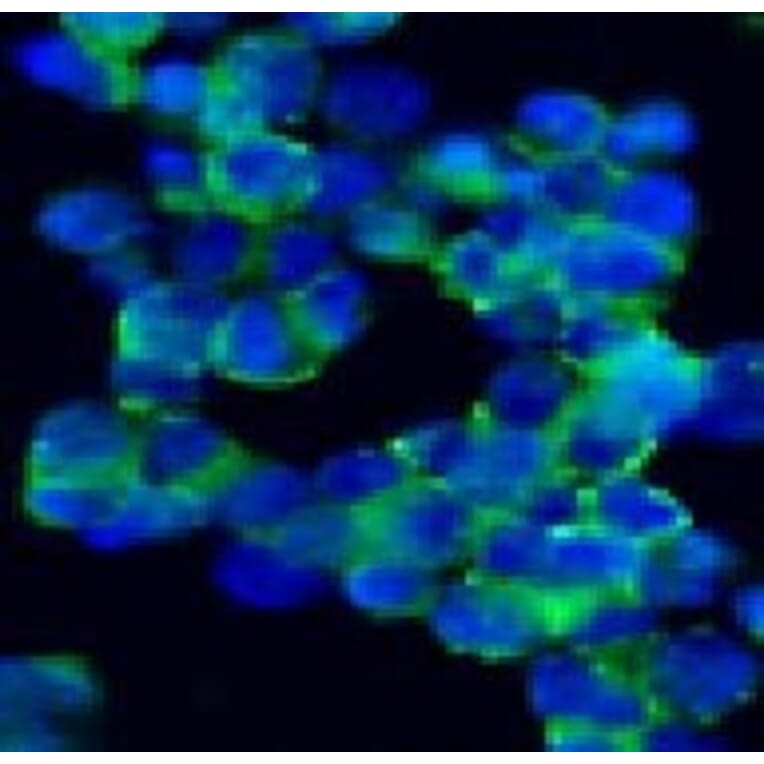 Immunohistochemistry - Anti-NCAM1 Antibody [123C3] (A115619) - Antibodies.com