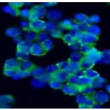 Immunohistochemistry - Anti-NCAM1 Antibody [123C3] (A115619) - Antibodies.com