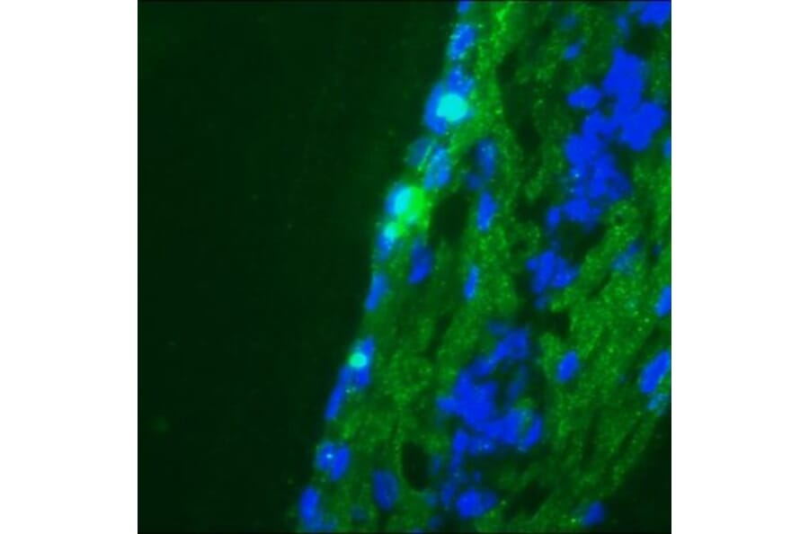 Immunofluorescence - Anti-NCAM1 Antibody [123C3] (A115619) - Antibodies.com