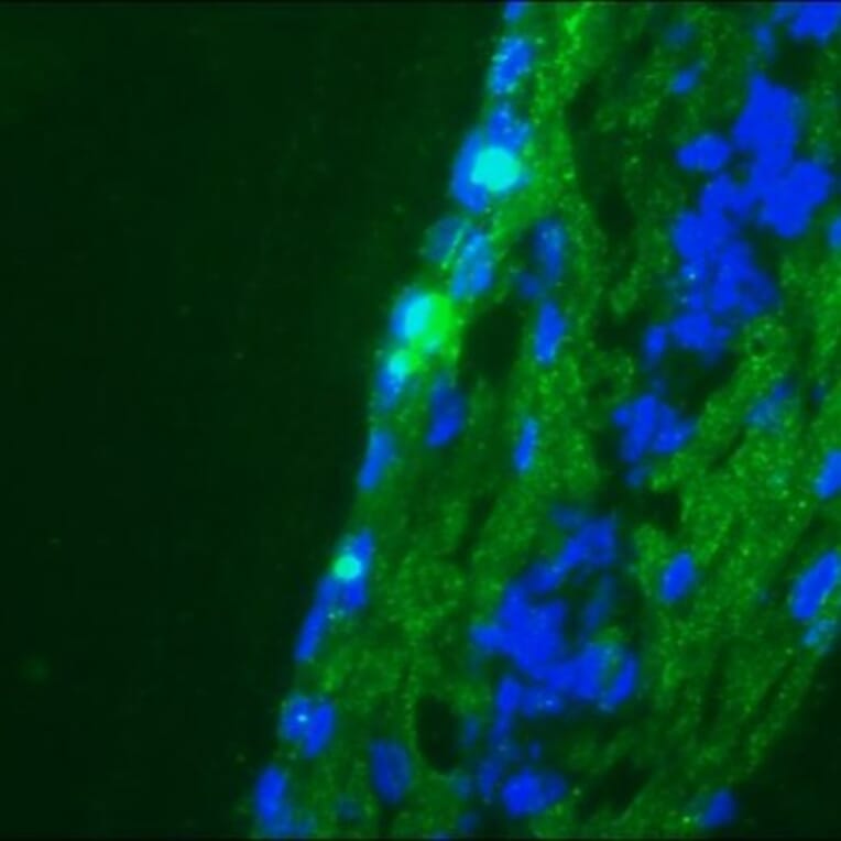 Immunofluorescence - Anti-NCAM1 Antibody [123C3] (A115619) - Antibodies.com