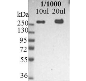 Western Blot - Anti-Nestin Antibody [10C2] (A115620) - Antibodies.com