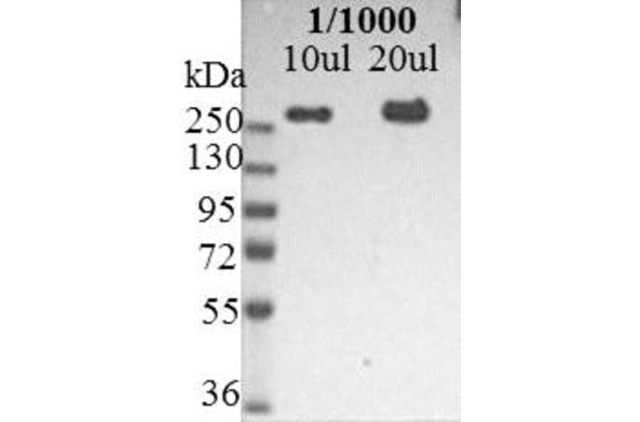 Western Blot - Anti-Nestin Antibody [10C2] (A115620) - Antibodies.com