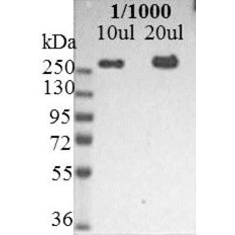 Western Blot - Anti-Nestin Antibody [10C2] (A115620) - Antibodies.com