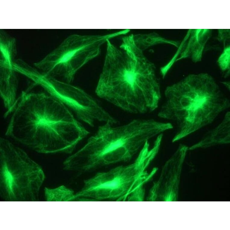 Immunohistochemistry - Anti-Nestin Antibody [10C2] (A115620) - Antibodies.com