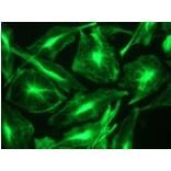 Immunohistochemistry - Anti-Nestin Antibody [10C2] (A115620) - Antibodies.com