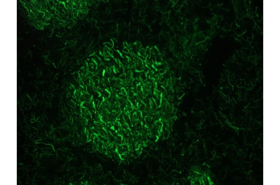 Immunofluorescence - Anti-NF-M Antibody [RNF403] (A115622) - Antibodies.com