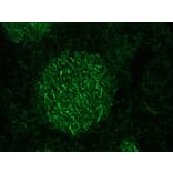 Immunofluorescence - Anti-NF-M Antibody [RNF403] (A115622) - Antibodies.com