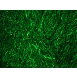 Immunofluorescence - Anti-NF-M Antibody [RNF403] (A115622) - Antibodies.com