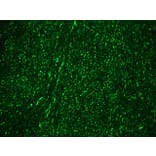 Immunohistochemistry - Anti-NF-M Antibody [RNF406] (A115623) - Antibodies.com