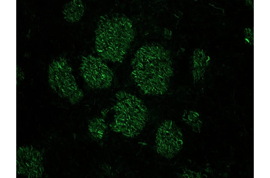 Immunohistochemistry - Anti-NF-M Antibody [RNF406] (A115623) - Antibodies.com