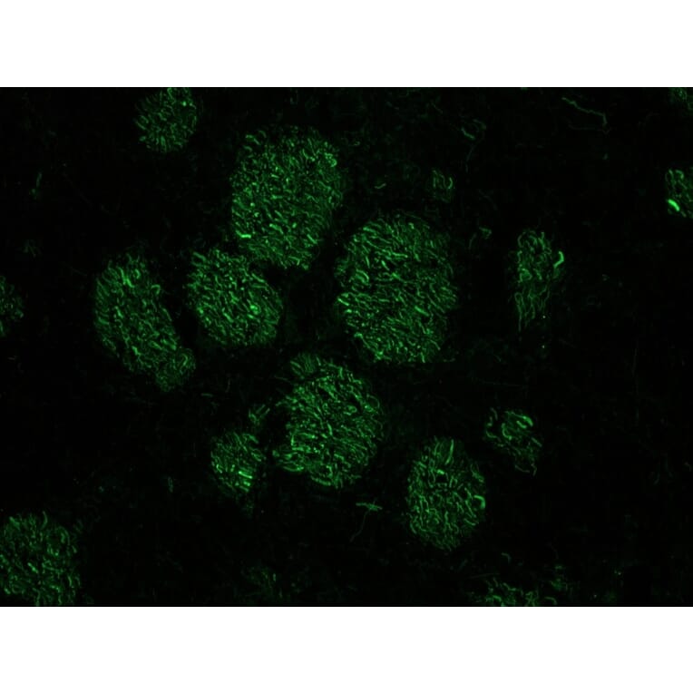 Immunohistochemistry - Anti-NF-M Antibody [RNF406] (A115623) - Antibodies.com