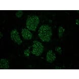 Immunohistochemistry - Anti-NF-M Antibody [RNF406] (A115623) - Antibodies.com