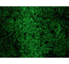 Immunofluorescence - Anti-Reticulon 1A Antibody [MON162] (A115629) - Antibodies.com