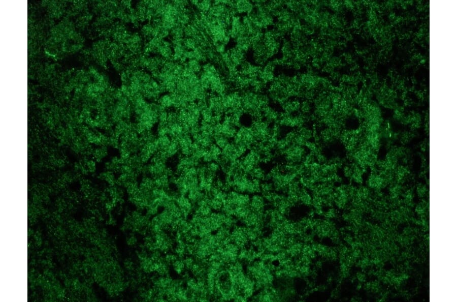 Immunofluorescence - Anti-Reticulon 1A Antibody [MON162] (A115629) - Antibodies.com