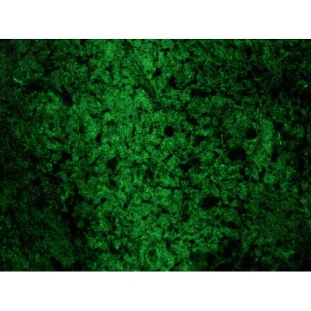 Immunofluorescence - Anti-Reticulon 1A Antibody [MON162] (A115629) - Antibodies.com