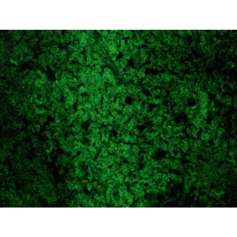 Immunofluorescence - Anti-Reticulon 1A Antibody [MON162] (A115629) - Antibodies.com