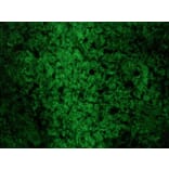 Immunofluorescence - Anti-Reticulon 1A Antibody [MON162] (A115629) - Antibodies.com