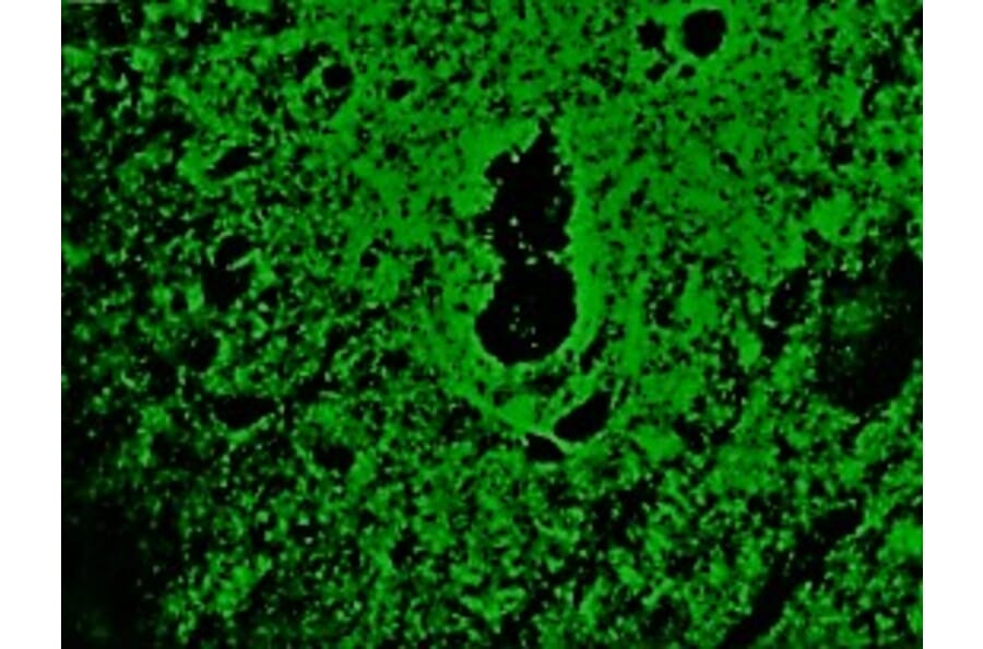 Immunofluorescence - Anti-Reticulon 1A Antibody [MON162] (A115629) - Antibodies.com