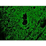Immunofluorescence - Anti-Reticulon 1A Antibody [MON162] (A115629) - Antibodies.com