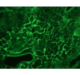 Immunohistochemistry - Anti-Plakophilin 3 Antibody [12B11F8] (A115638) - Antibodies.com