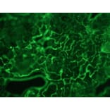 Immunohistochemistry - Anti-Plakophilin 3 Antibody [12B11F8] (A115638) - Antibodies.com