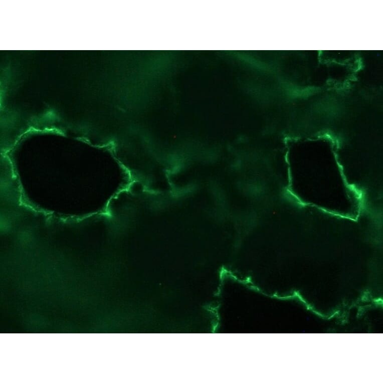 Immunohistochemistry - Anti-Plakophilin 3 Antibody [12B11F8] (A115638) - Antibodies.com