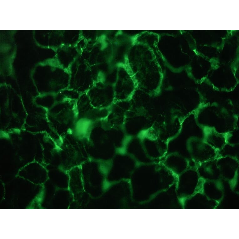 Immunohistochemistry - Anti-Plakophilin 3 Antibody [12B11F8] (A115638) - Antibodies.com