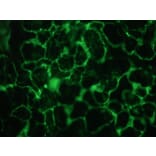 Immunohistochemistry - Anti-Plakophilin 3 Antibody [12B11F8] (A115638) - Antibodies.com