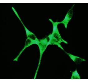 Immunofluorescence - Anti-PSMA Antibody [107.1A4] (A115640) - Antibodies.com
