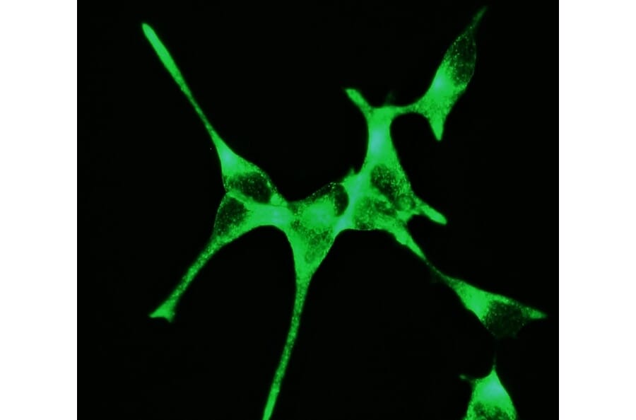 Immunofluorescence - Anti-PSMA Antibody [107.1A4] (A115640) - Antibodies.com