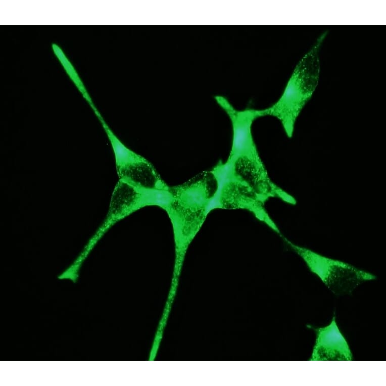 Immunofluorescence - Anti-PSMA Antibody [107.1A4] (A115640) - Antibodies.com