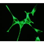Immunofluorescence - Anti-PSMA Antibody [107.1A4] (A115640) - Antibodies.com